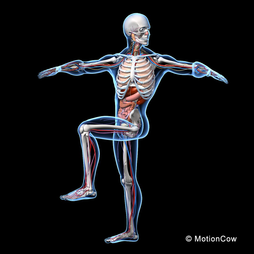 human anatomy nervous systems max https://p.turbosquid.com/ts-thumb/Ad/wv24tE/edxwimkD/skeleton_anatomy_nervous_rigged_a/jpg/1380857024/1920x1080/fit_q87/cd995c2db7239e48d3f08434a24287fbf009a11e/skeleton_anatomy_nervous_rigged_a.jpg