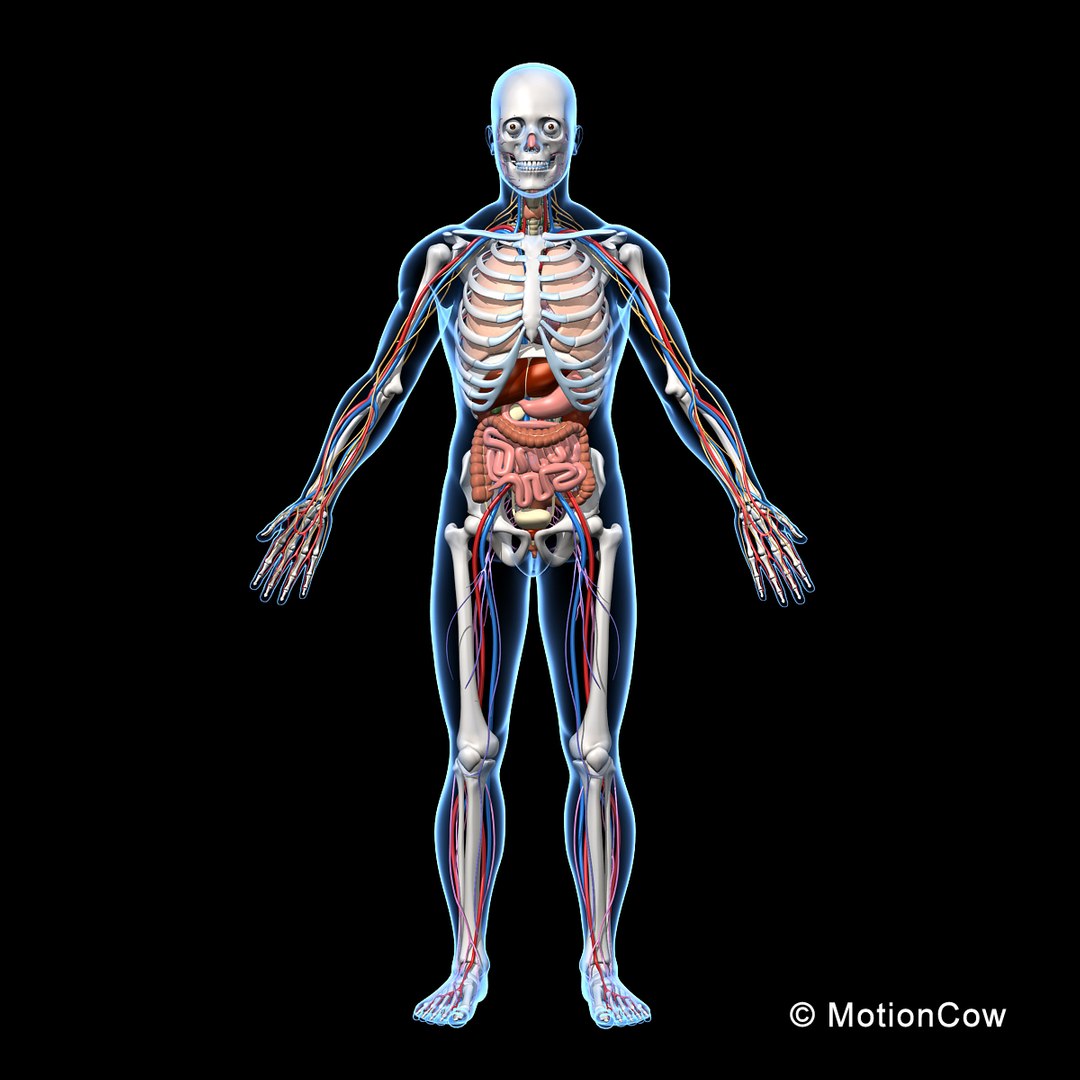 human anatomy nervous systems max https://p.turbosquid.com/ts-thumb/Ad/wv24tE/feZ6BItJ/skeleton_anatomy_nervous_rotatec/jpg/1380857025/1920x1080/fit_q87/6c416cb2ed45b7b04eed425e2af9ba4d9c6d3baf/skeleton_anatomy_nervous_rotatec.jpg