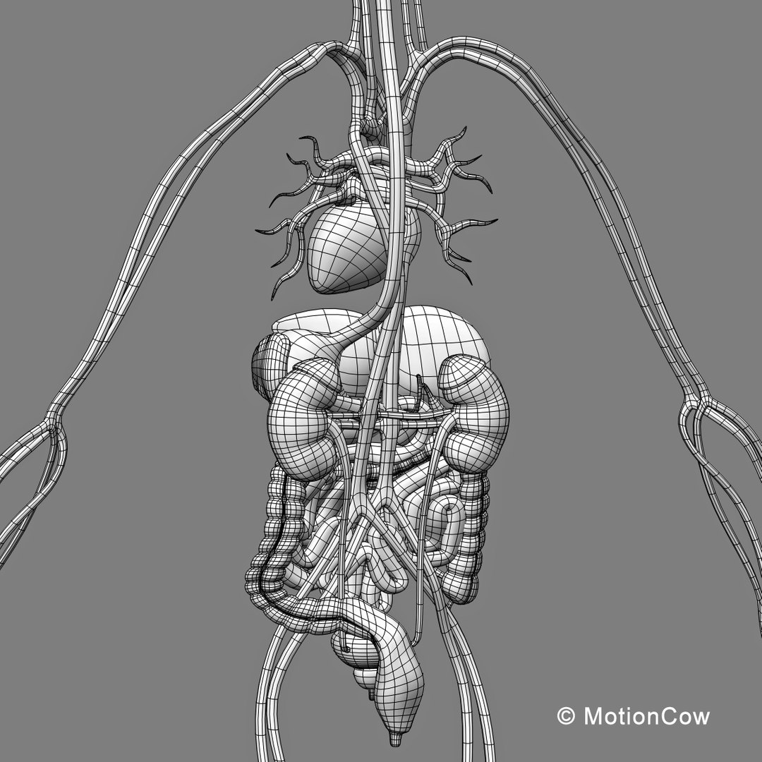 human anatomy nervous systems max https://p.turbosquid.com/ts-thumb/Ad/wv24tE/fkwAmbY5/skeleton_anatomy_wireb1/jpg/1380857025/1920x1080/fit_q87/3c580fc489db0ca67fc0dc39ad98aba0fe853363/skeleton_anatomy_wireb1.jpg