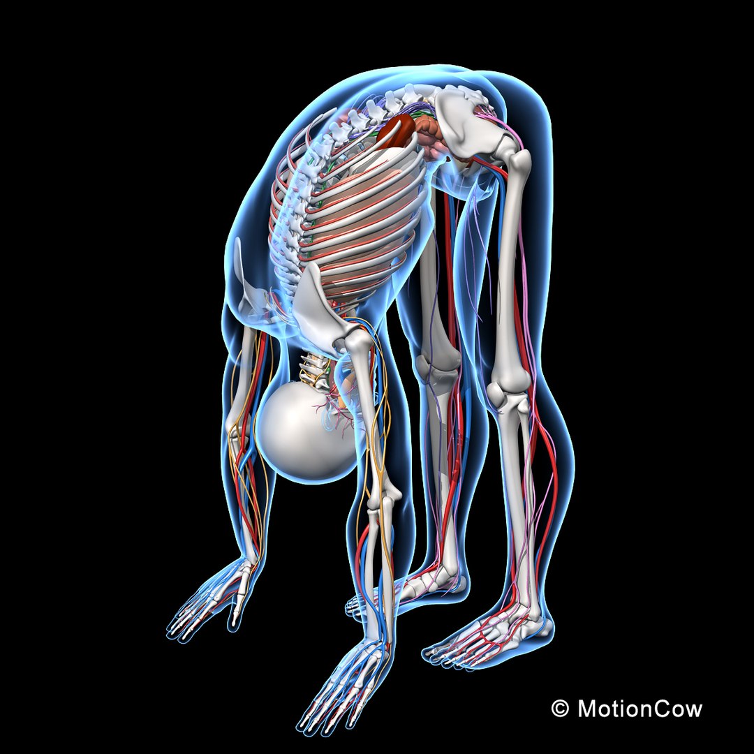 human anatomy nervous systems max https://p.turbosquid.com/ts-thumb/Ad/wv24tE/h55pb2ls/skeleton_anatomy_nervous_rigged_c/jpg/1380857024/1920x1080/fit_q87/fdc3920c64393cb1409b7f7243453c07495f0bc8/skeleton_anatomy_nervous_rigged_c.jpg