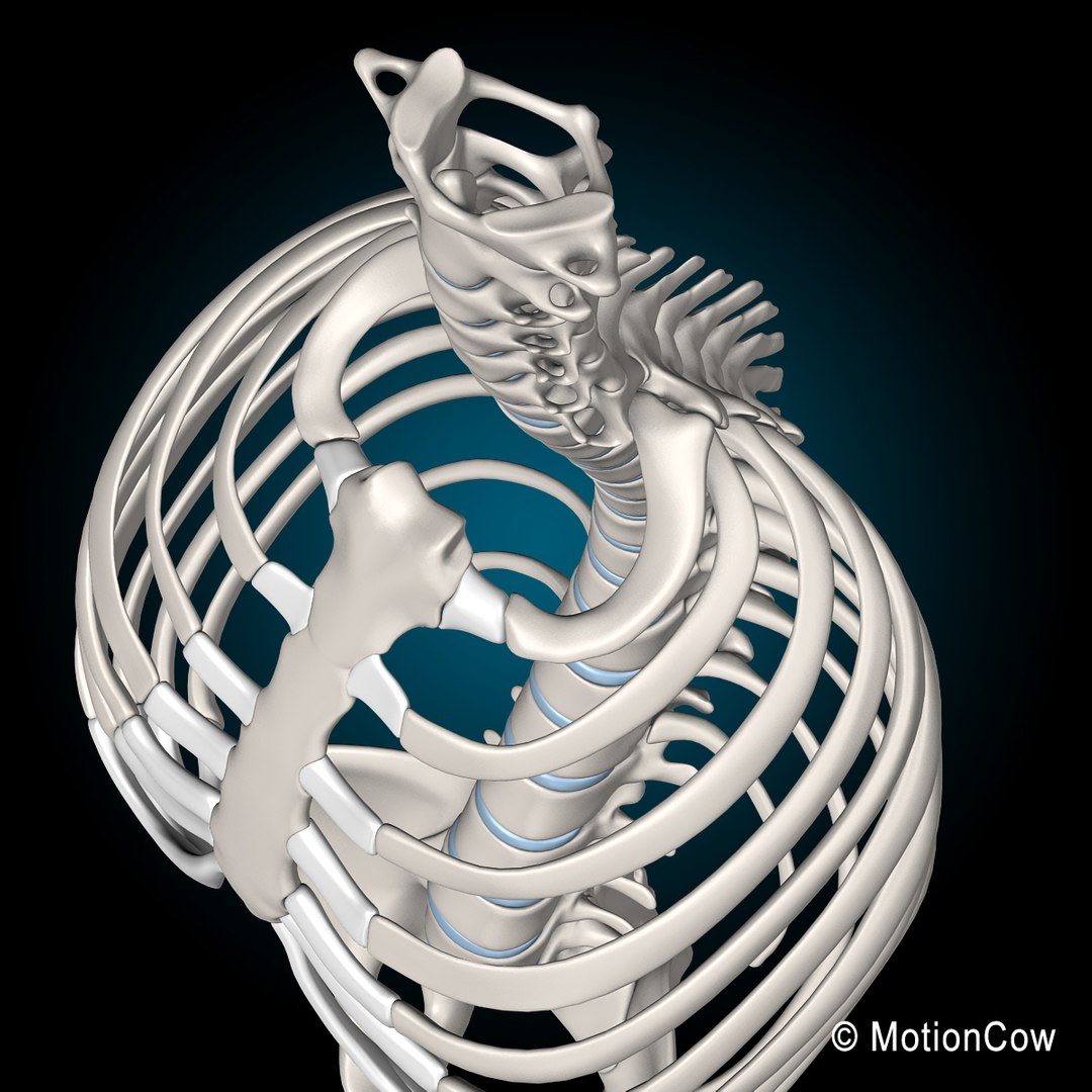 human anatomy nervous systems max https://p.turbosquid.com/ts-thumb/Ad/wv24tE/jDsmgiPE/skeleton_ribcage_a/jpg/1380887275/1920x1080/fit_q87/85cc913b1dcd8f7938a903e2c0522eb3fad66cfb/skeleton_ribcage_a.jpg