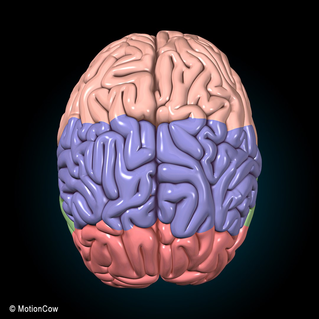 human anatomy nervous systems max https://p.turbosquid.com/ts-thumb/Ad/wv24tE/kytzMlVY/brain_ultimate_s2/jpg/1380885915/1920x1080/fit_q87/80b90c6f57e291807a79fb5abc673401e3d397de/brain_ultimate_s2.jpg