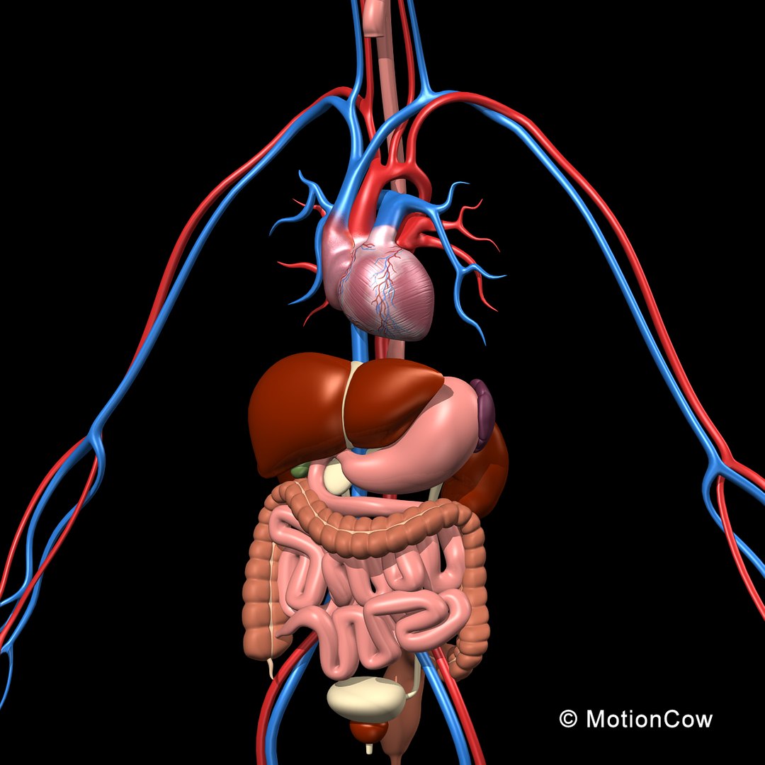 human anatomy nervous systems max https://p.turbosquid.com/ts-thumb/Ad/wv24tE/lY2am710/skeleton_anatomy_rotatee/jpg/1380857025/1920x1080/fit_q87/ee54c0130e7ade6fb84d2f91915f97749e30f571/skeleton_anatomy_rotatee.jpg