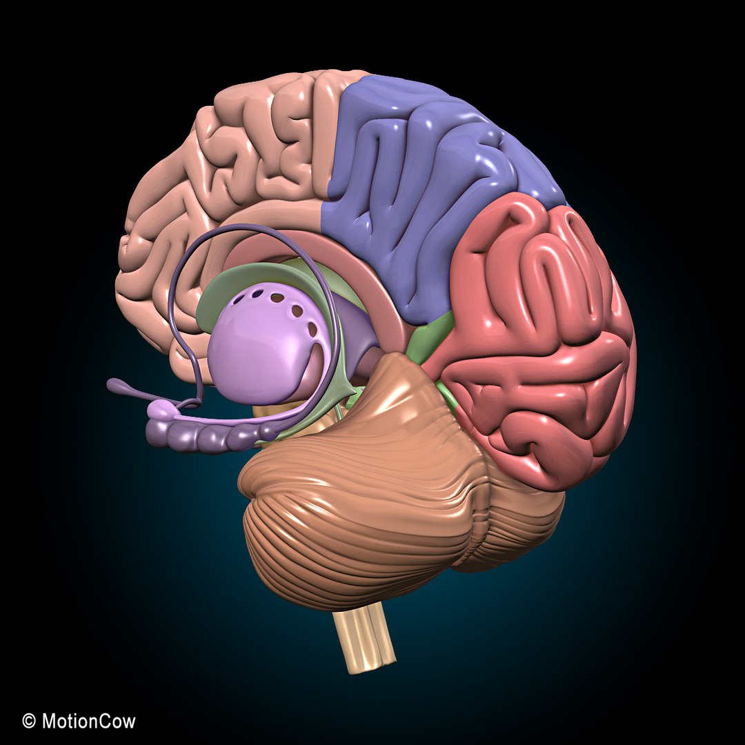 human anatomy nervous systems max https://p.turbosquid.com/ts-thumb/Ad/wv24tE/lzqgFpIc/brain_ultimate_s4/jpg/1380885915/1920x1080/fit_q87/6a6f4ff1e047799c77b6e45244ad01ad52a6fbf2/brain_ultimate_s4.jpg