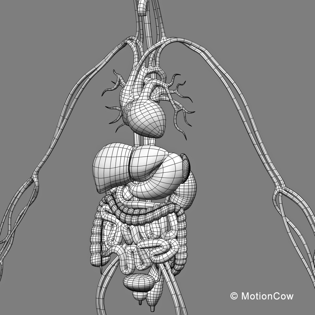 human anatomy nervous systems max https://p.turbosquid.com/ts-thumb/Ad/wv24tE/mDrlCViG/skeleton_anatomy_wirea1/jpg/1380857025/1920x1080/fit_q87/eb823fd1bb5dc5f0f16c6347c51105796e5a9054/skeleton_anatomy_wirea1.jpg