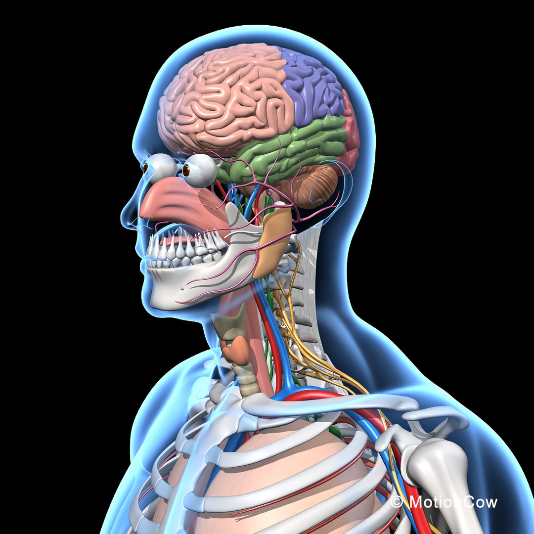 human anatomy nervous systems max https://p.turbosquid.com/ts-thumb/Ad/wv24tE/ngoqozuj/skeleton_anatomy_nervous_rotatef/jpg/1380857025/1920x1080/fit_q87/eeba3e3392c3ed51439b4edd8d95e20e001cf795/skeleton_anatomy_nervous_rotatef.jpg