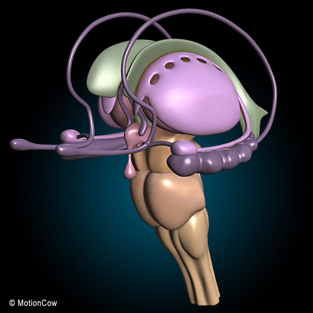 human anatomy nervous systems max https://p.turbosquid.com/ts-thumb/Ad/wv24tE/o57YlwFm/brain_ultimate_j/jpg/1380885915/1920x1080/fit_q87/c8f97c48bbf5c5c8f8f5efbbe0e23bf6fd276c9f/brain_ultimate_j.jpg