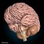 Skeleton Anatomy Nervous System - Rigged