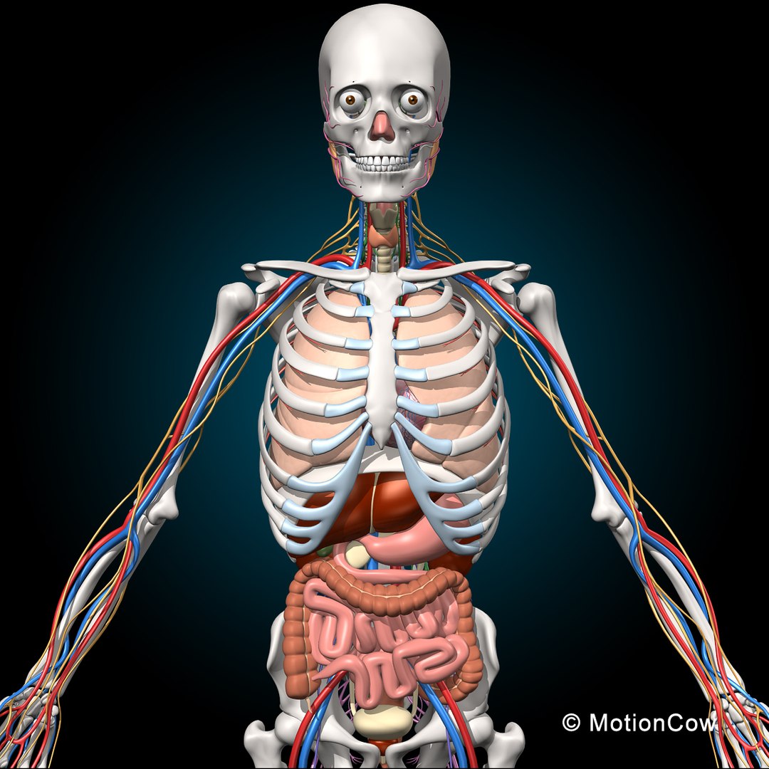 human anatomy nervous systems max https://p.turbosquid.com/ts-thumb/Ad/wv24tE/rCv3kglR/skeleton_anatomy_nervous_mid_b/jpg/1381209871/1920x1080/fit_q87/ca7f604cefedf678b83f449b39183222fc7e8d14/skeleton_anatomy_nervous_mid_b.jpg