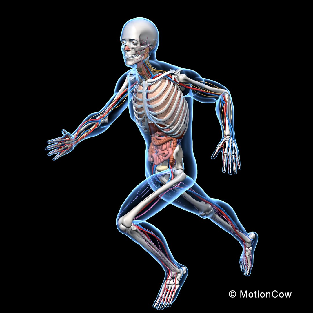 human anatomy nervous systems max https://p.turbosquid.com/ts-thumb/Ad/wv24tE/vQCEXHmm/skeleton_anatomy_nervous_rigged_d/jpg/1380857024/1920x1080/fit_q87/dbf1bd48a72c2ca1190c31413e52a7988d7fd53f/skeleton_anatomy_nervous_rigged_d.jpg
