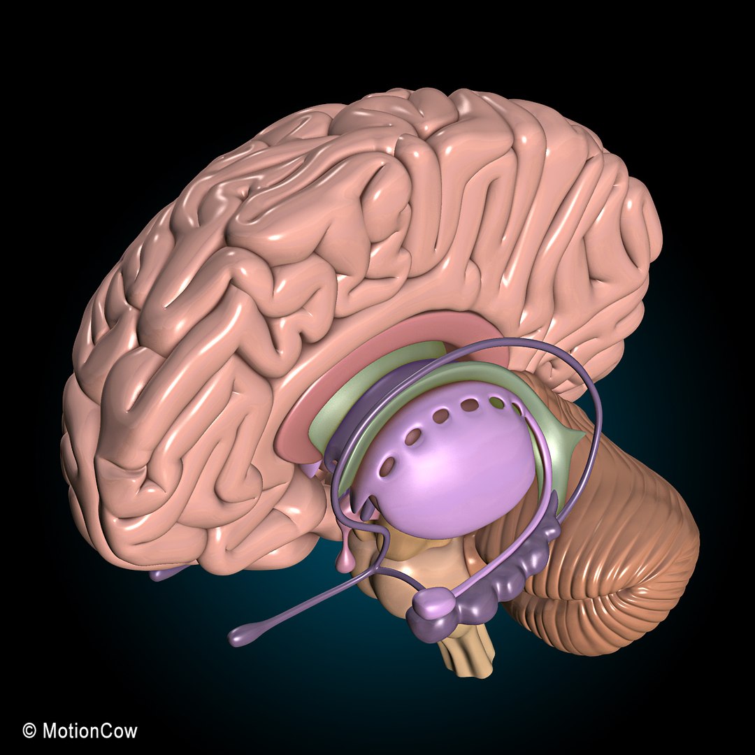 human anatomy nervous systems max https://p.turbosquid.com/ts-thumb/Ad/wv24tE/wjMVaLGk/brain_ultimate_d/jpg/1380885915/1920x1080/fit_q87/6e1cc42b114428c48c16a6d4033bb56bcbd7a025/brain_ultimate_d.jpg