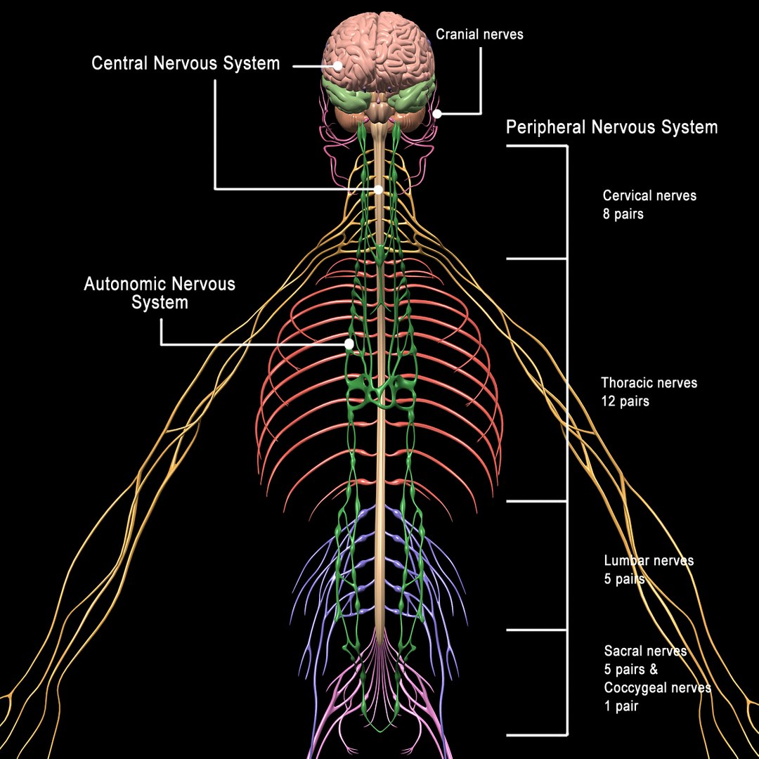 human anatomy nervous systems max https://p.turbosquid.com/ts-thumb/Ad/wv24tE/xVkGx3S4/nervous_system_c/jpg/1380857024/1920x1080/fit_q87/4d2b424d18cd357a7a7fcb4d5fa029f7703f169b/nervous_system_c.jpg