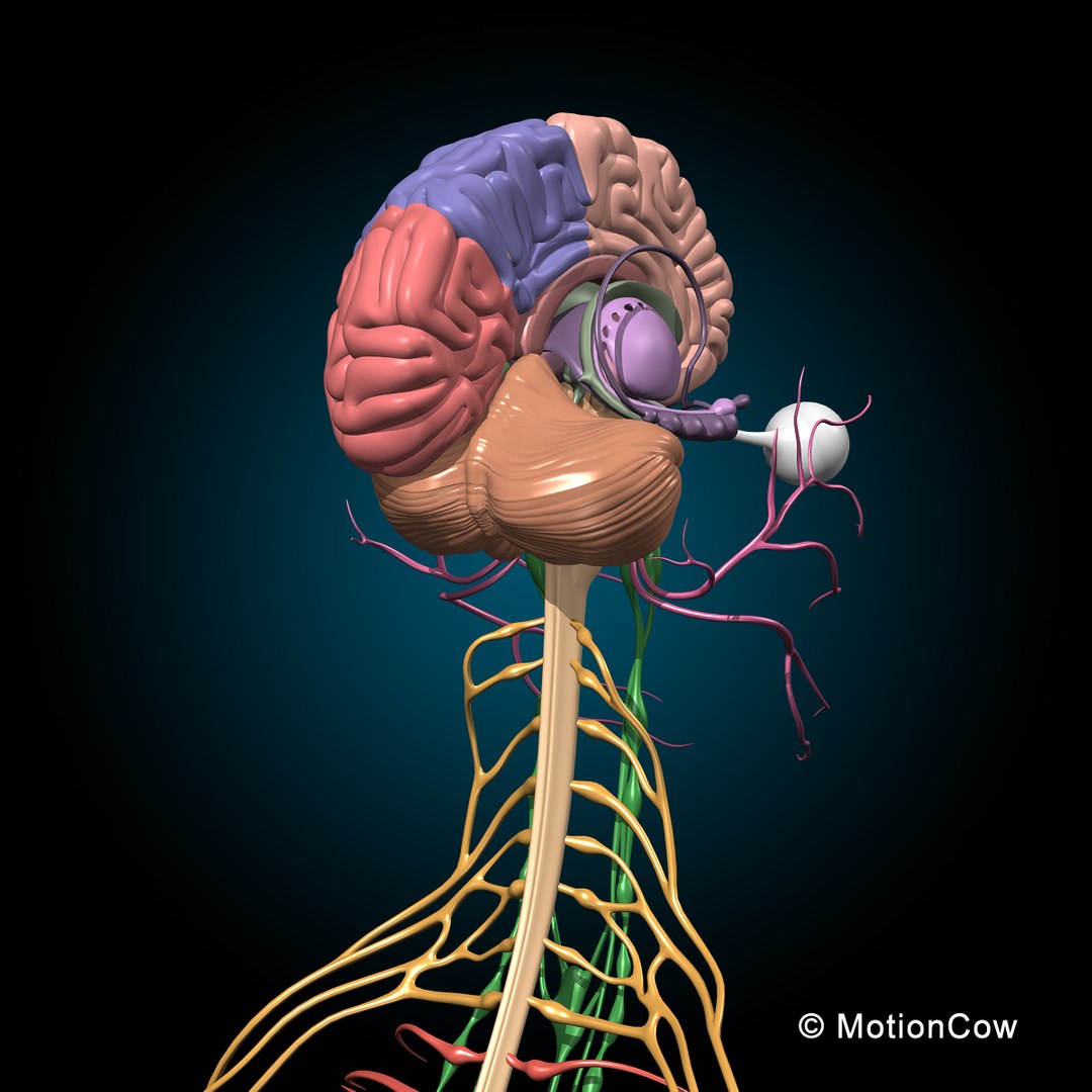 human anatomy nervous systems max https://p.turbosquid.com/ts-thumb/Ad/wv24tE/xyHZgsCL/nervous_system_head_b/jpg/1380857024/1920x1080/fit_q87/0c74a24a189d5e3f8d4b32ae598508a73e093b11/nervous_system_head_b.jpg