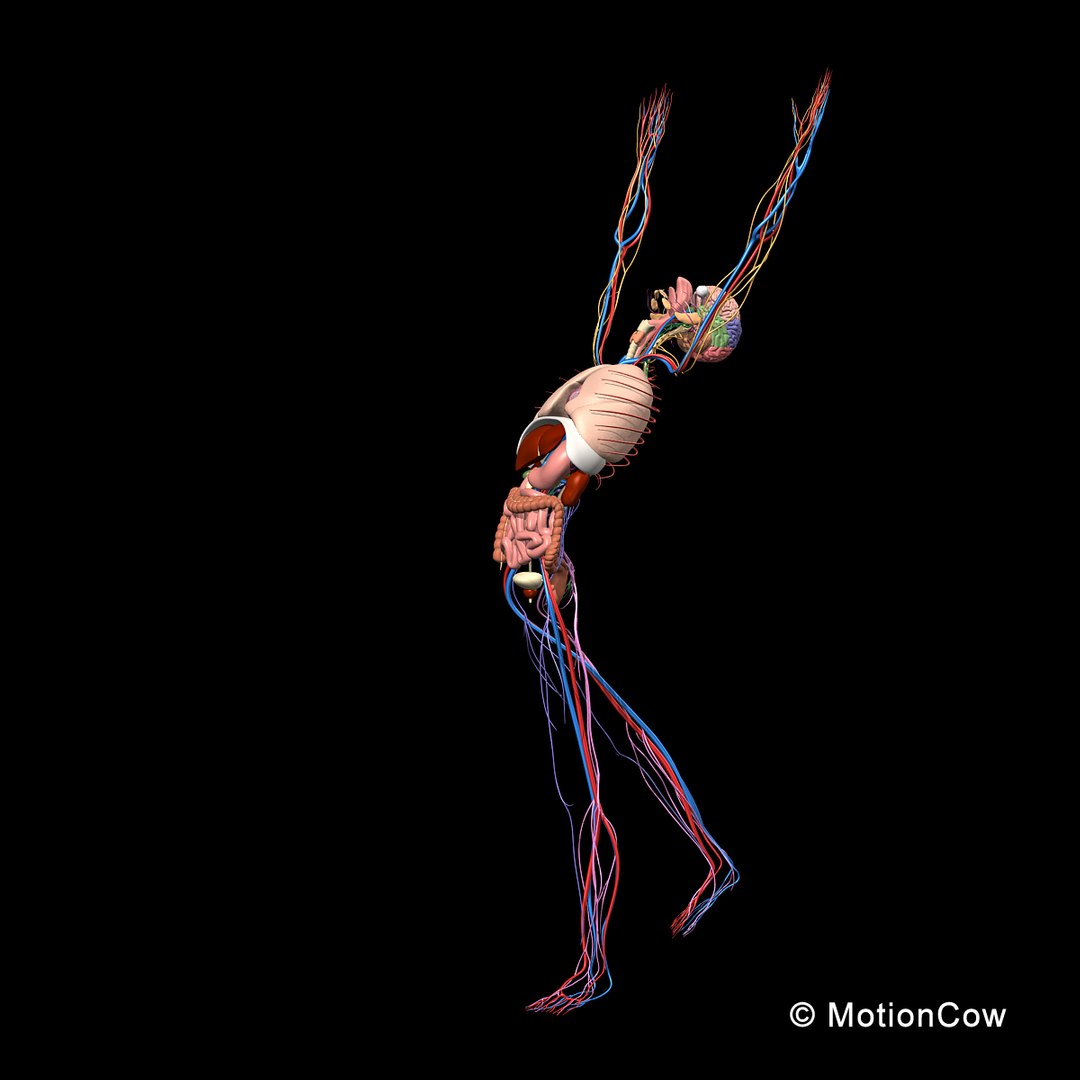 human anatomy nervous systems max https://p.turbosquid.com/ts-thumb/Ad/wv24tE/yirNvZhJ/skeleton_anatomy_nervous_rigged_e1/jpg/1380857024/1920x1080/fit_q87/6096236e4db51befd6cd53dbefd7d4a872b36220/skeleton_anatomy_nervous_rigged_e1.jpg