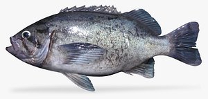 3D bluerf blotch model