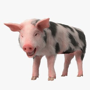 Pig Piglet Pietrain with Fur Rigged 3D Model