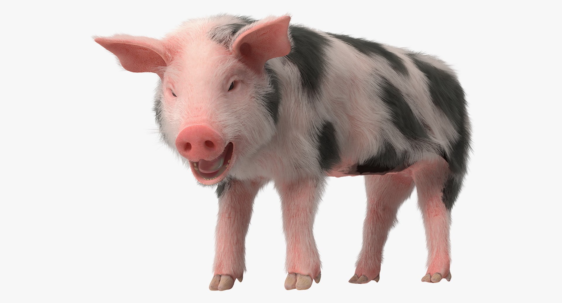 Rigged Farm Animals Big Collection 4 3D model https://p.turbosquid.com/ts-thumb/Ae/M6mMfD/yIv6ERZH/pigpigletpietrainwithfurriggedc4dmodel001/jpg/1790184991/1920x1080/fit_q87/859b26d4a8d5a07cff47f9e377e0a9322afc8d51/pigpigletpietrainwithfurriggedc4dmodel001.jpg