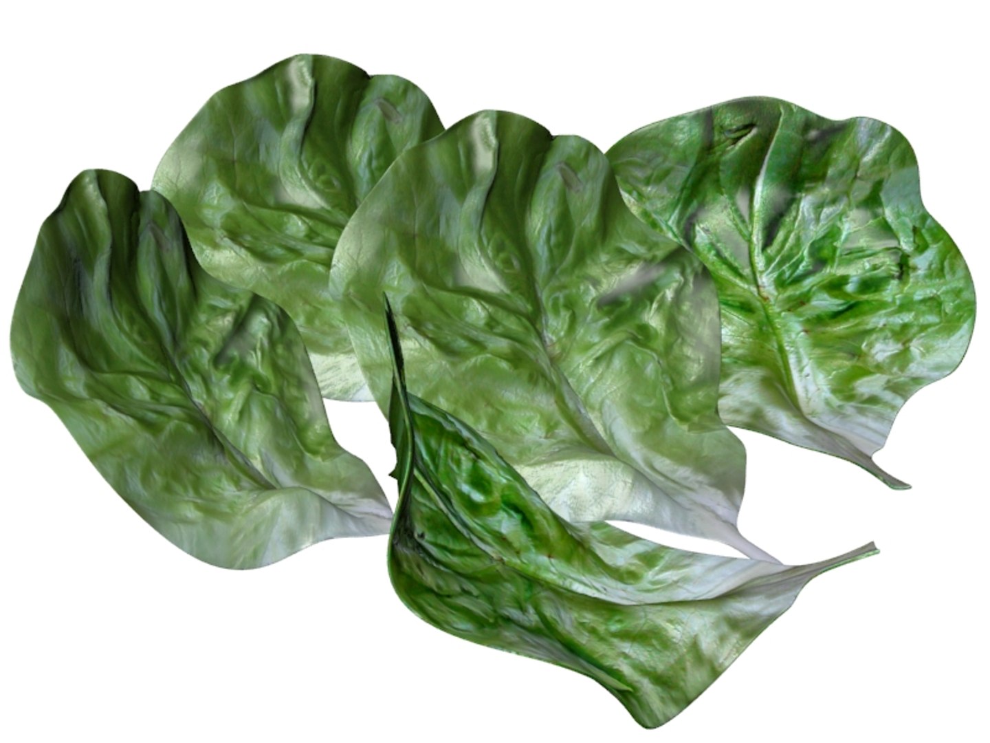 lettuce leaf 3D https://p.turbosquid.com/ts-thumb/Ae/M7nGrC/I6Su4dYA/9016_lettuceleaf_3/jpg/1504251049/1920x1080/fit_q87/e8c56010311f96c15abfe39016d13067929c1d67/9016_lettuceleaf_3.jpg
