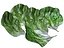 Lettuce Leaf