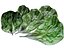 Lettuce Leaf