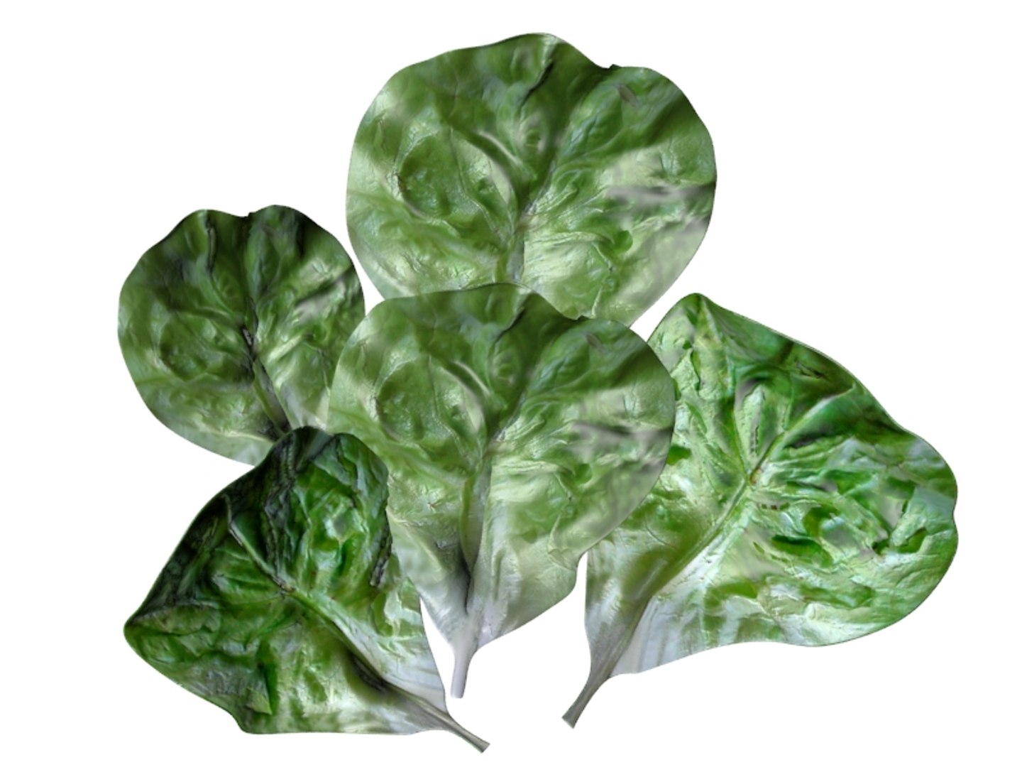 lettuce leaf 3D https://p.turbosquid.com/ts-thumb/Ae/M7nGrC/ok93zCAG/9016_lettuceleaf_4/jpg/1504251049/1920x1080/fit_q87/d37b0d291f914b9ae1d4ae7ec72be8a4af511f86/9016_lettuceleaf_4.jpg