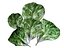 Lettuce Leaf