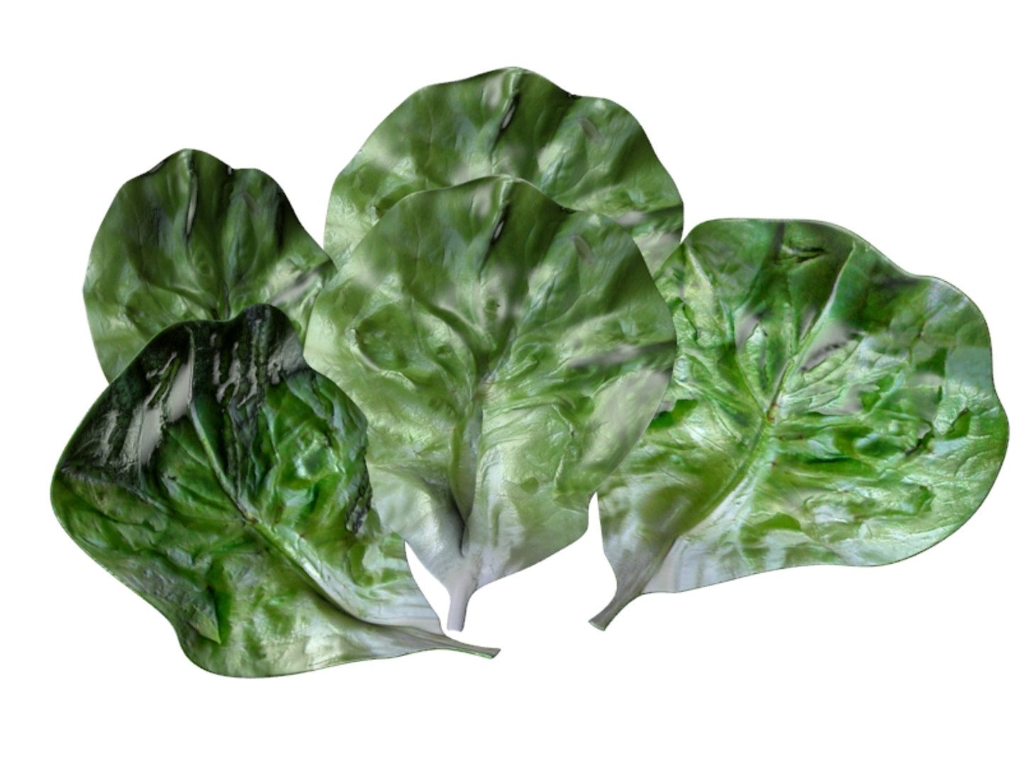 lettuce leaf 3D https://p.turbosquid.com/ts-thumb/Ae/M7nGrC/wc6dbQKc/9016_lettuceleaf_1/jpg/1504251048/1920x1080/fit_q87/591bce73066460771e59861ae1cf454ae24e3a2f/9016_lettuceleaf_1.jpg