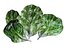 Lettuce Leaf