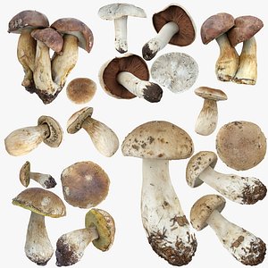 Mushrooms set