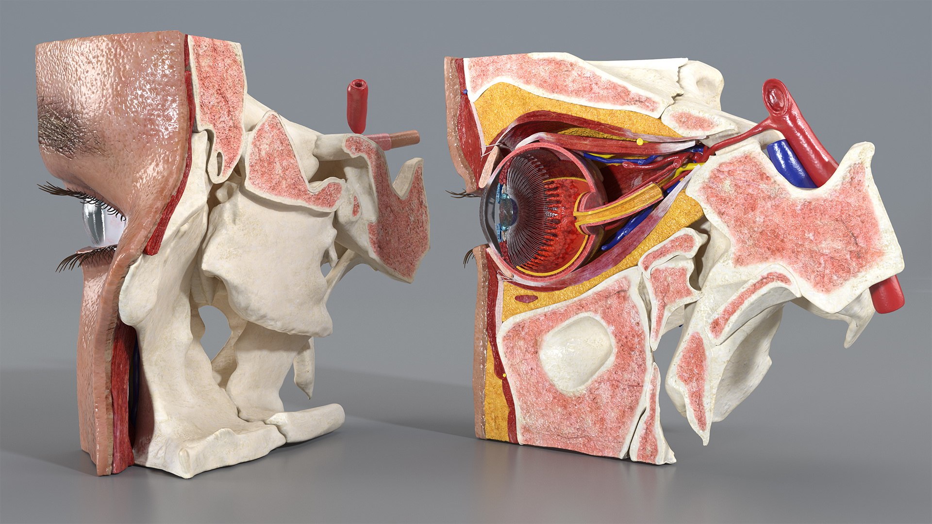 3D eye anatomy cross-section section - TurboSquid 1511494