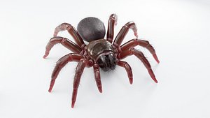 3D Trapdoor Spider