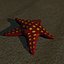 ESTRELLA DE MAR