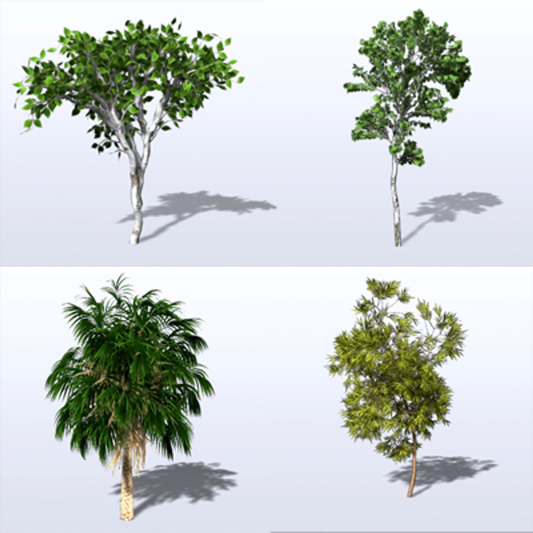 3d Model Trees Leaf Bark