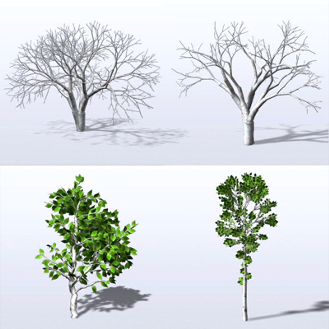 3d Model Trees Leaf Bark