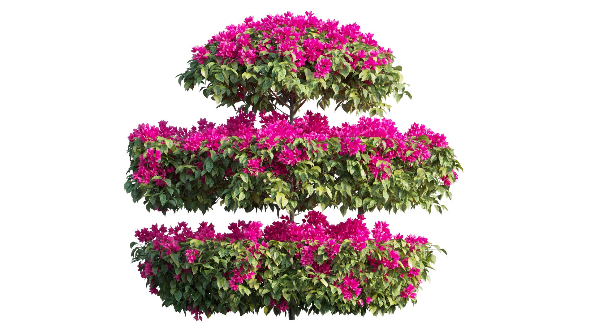 3D model Bougainvillea plant set 18 https://p.turbosquid.com/ts-thumb/Ae/ZifTrY/Kx/3_interactivelightmix/png/1641199857/1920x1080/fit_q87/43956700b6bfdba0814ee6a3d236f96f3a91acd5/3_interactivelightmix.jpg