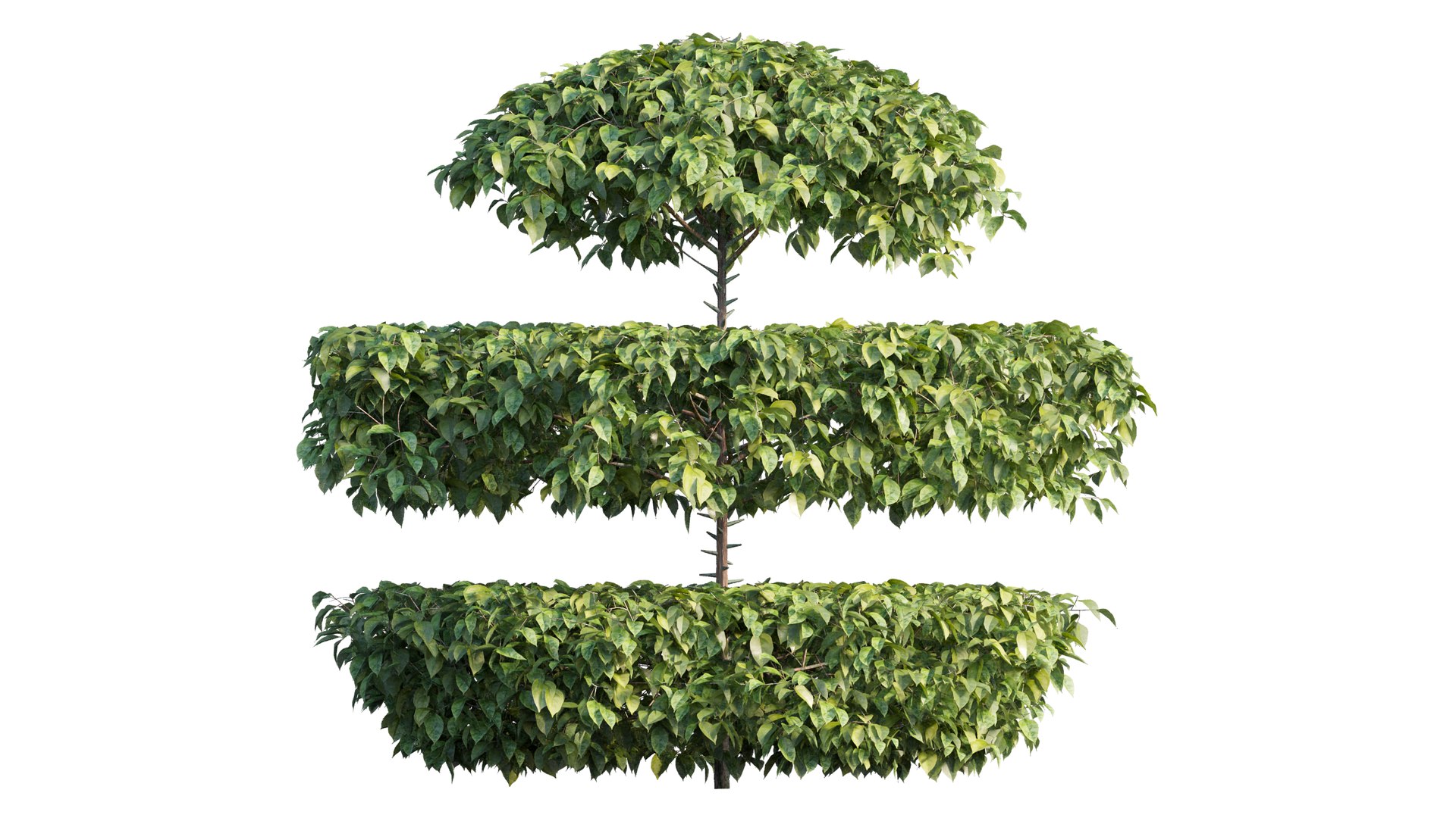 3D model Bougainvillea plant set 18 https://p.turbosquid.com/ts-thumb/Ae/ZifTrY/Qe/7_interactivelightmix/png/1641199859/1920x1080/fit_q87/9b520a29efc49e385d90266879e70d24cf07f768/7_interactivelightmix.jpg