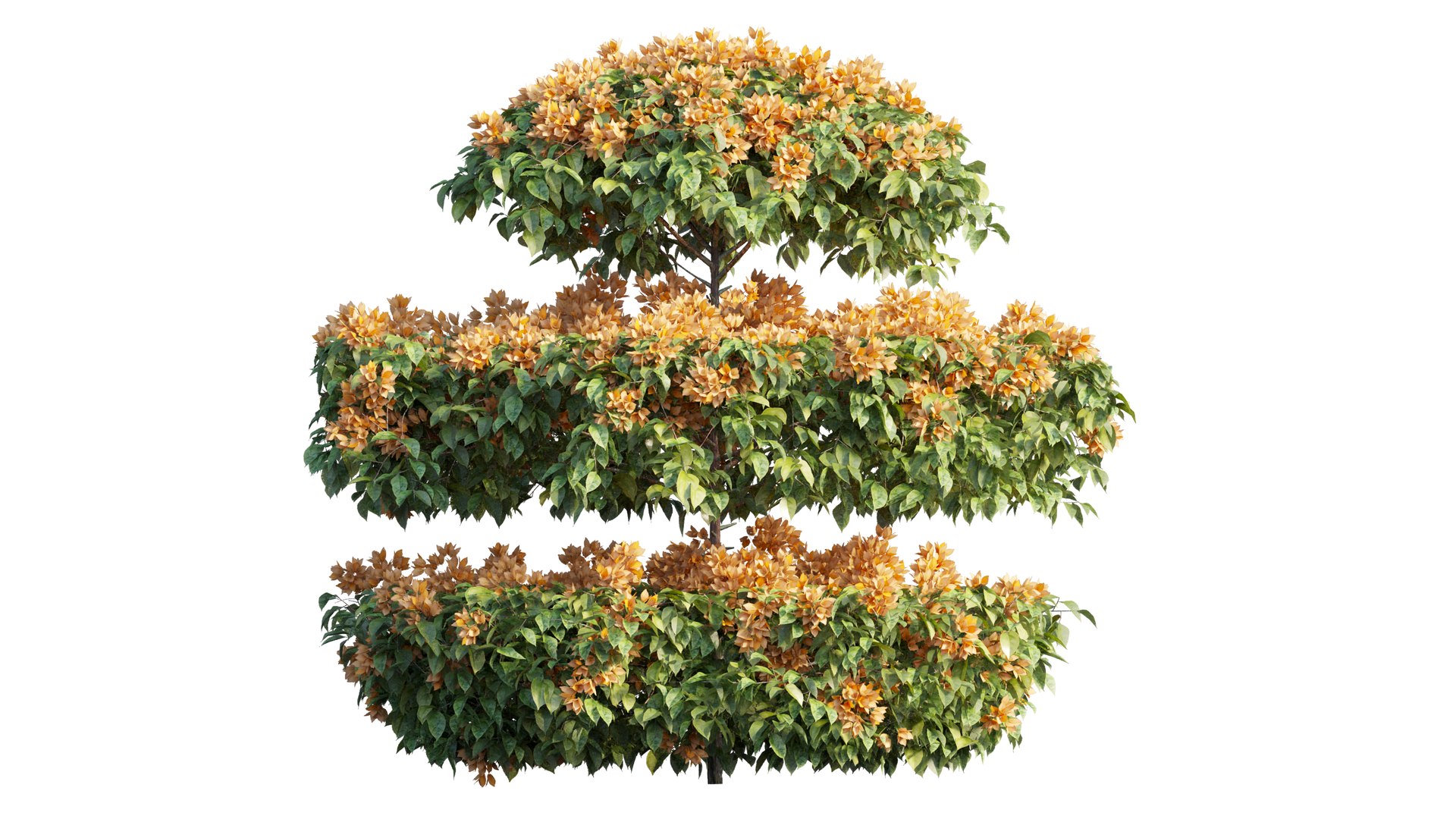 3D model Bougainvillea plant set 18 https://p.turbosquid.com/ts-thumb/Ae/ZifTrY/mR/5_interactivelightmix/png/1641199866/1920x1080/fit_q87/56d7f182a2853541812dea33af2b691a04a3cd17/5_interactivelightmix.jpg