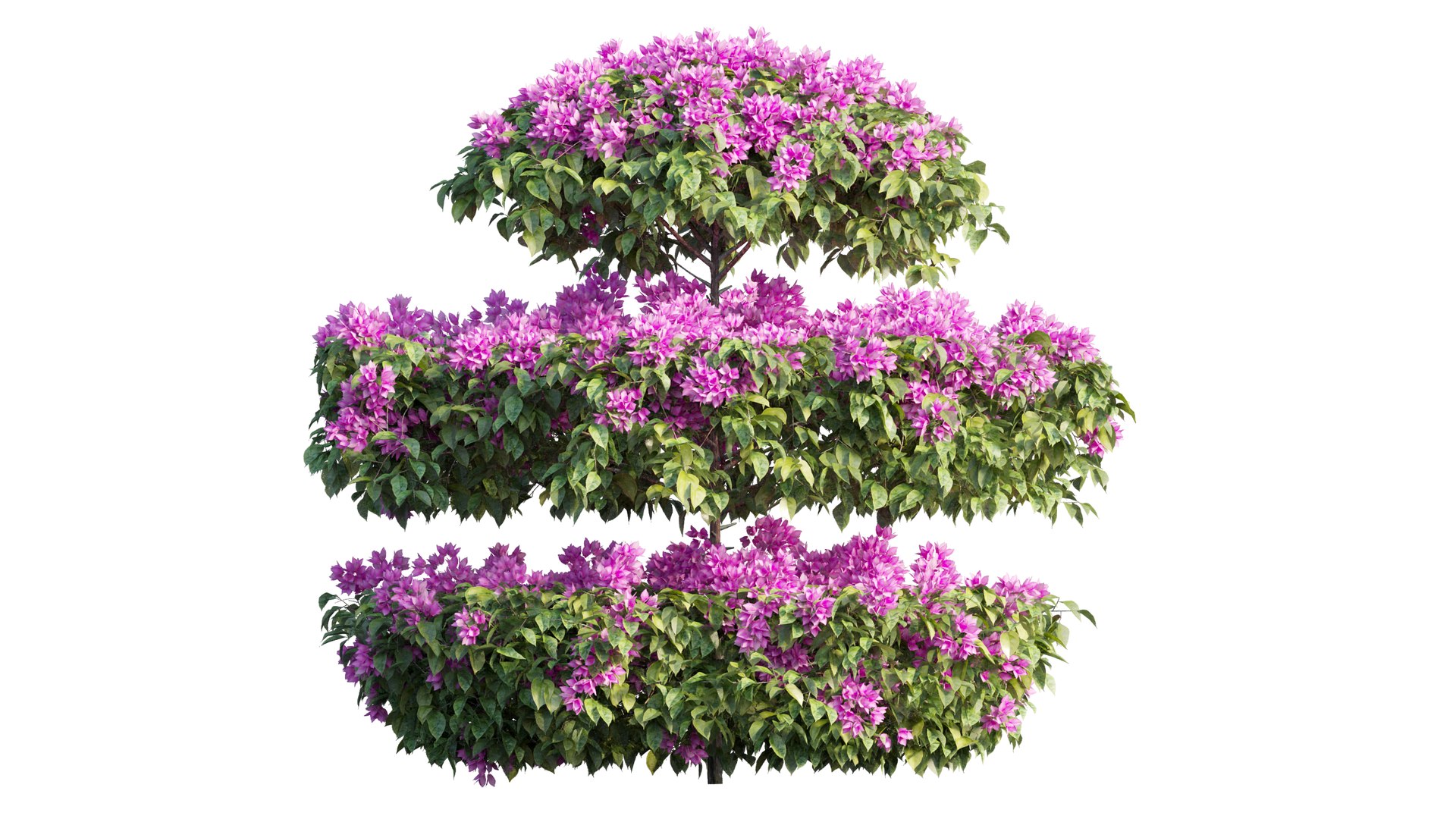 3D model Bougainvillea plant set 18 https://p.turbosquid.com/ts-thumb/Ae/ZifTrY/tW/2_interactivelightmix/png/1641199861/1920x1080/fit_q87/91f5dc22476bafeece634d28b18263c725ec71fc/2_interactivelightmix.jpg