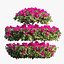 Bougainvillea plant set 18