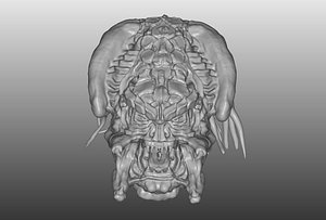 3D yautja alien predator