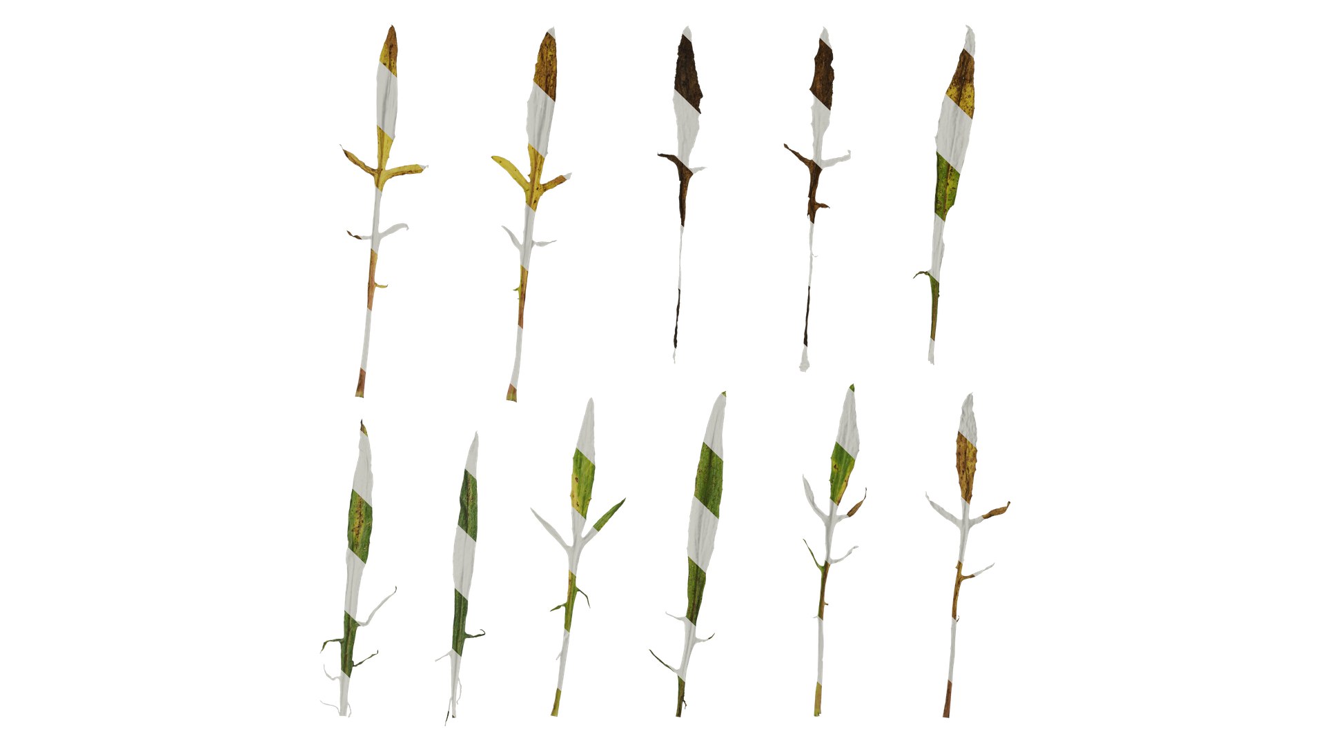 Anydrafts Centaurea Cyanus Leaf 02 Textures Model - TurboSquid 2353191