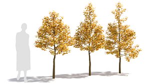 3D Ginkgo tree model