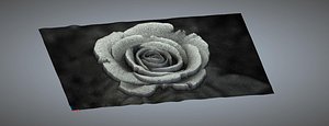 rose relief