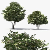 Low Poly Flowering Lilac Bushes Green