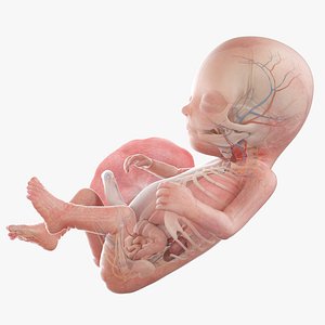 Fetus Anatomy Week 14 Animated 3D