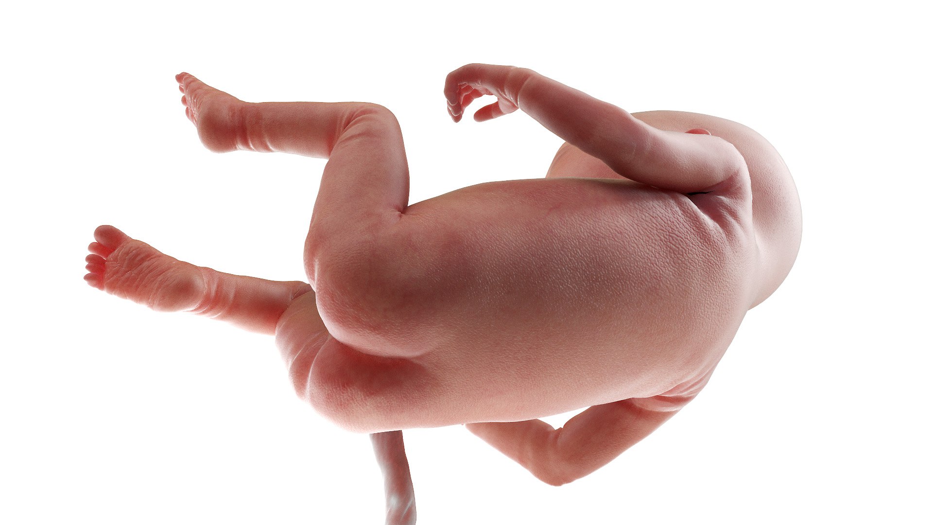 Fetus Anatomy Week 14 Animated 3D https://p.turbosquid.com/ts-thumb/Ae/zEmdHc/FT/fetus_week14f0004/jpg/1635886315/1920x1080/fit_q87/465d4cf53a9fc35edb13011b6821bee45c48712a/fetus_week14f0004.jpg