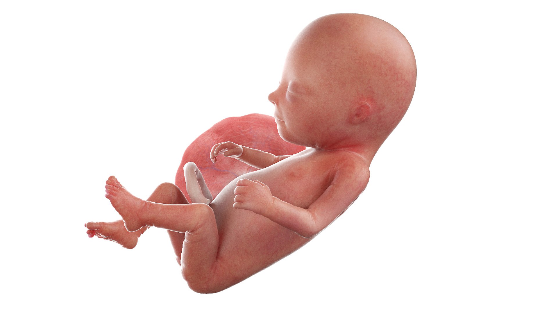 Fetus Anatomy Week 14 Animated 3D https://p.turbosquid.com/ts-thumb/Ae/zEmdHc/VL/fetus_week14f0000/jpg/1635886315/1920x1080/fit_q87/b00bf36d5ed5ca5cfaa1bce91c1083725f6d37bc/fetus_week14f0000.jpg