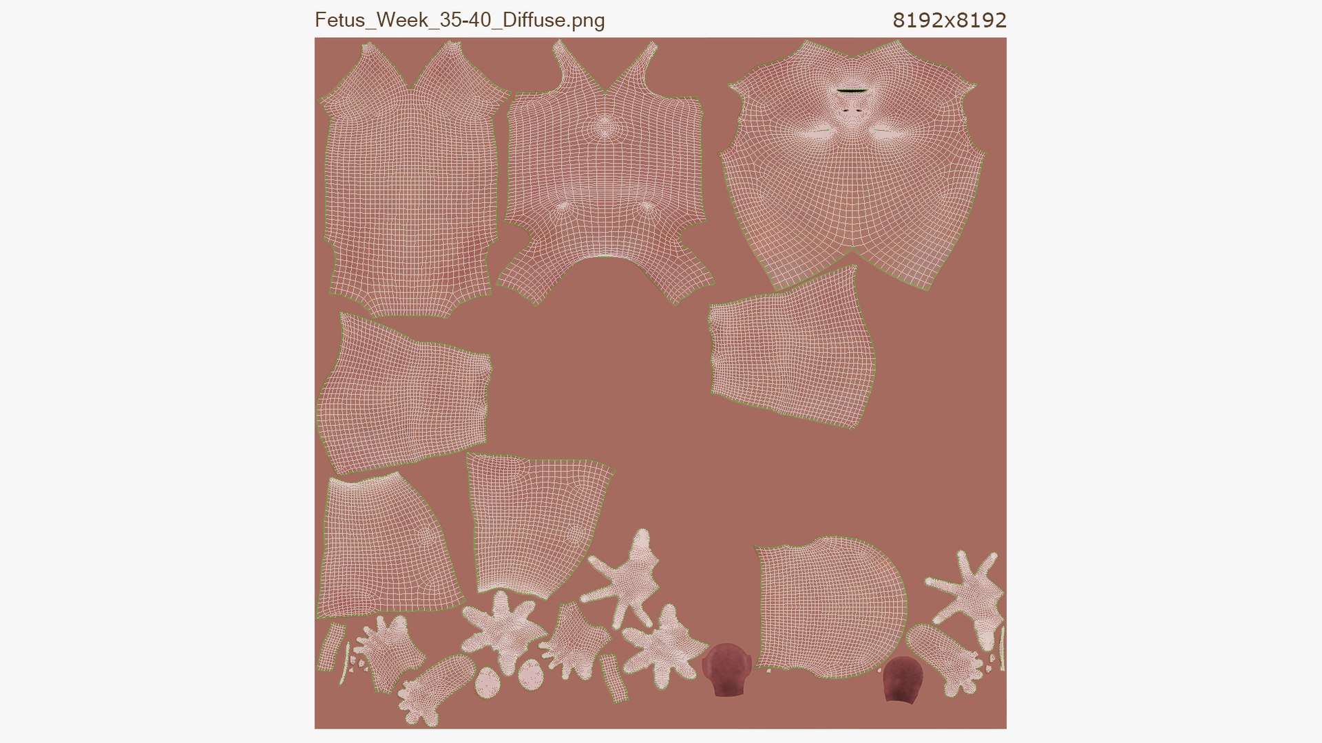 Fetus Anatomy Week 14 Animated 3D https://p.turbosquid.com/ts-thumb/Ae/zEmdHc/jE/unwrapped/jpg/1636034480/1920x1080/fit_q87/76d99d3a08fc669820df03edff70c0ddc66fdc5e/unwrapped.jpg