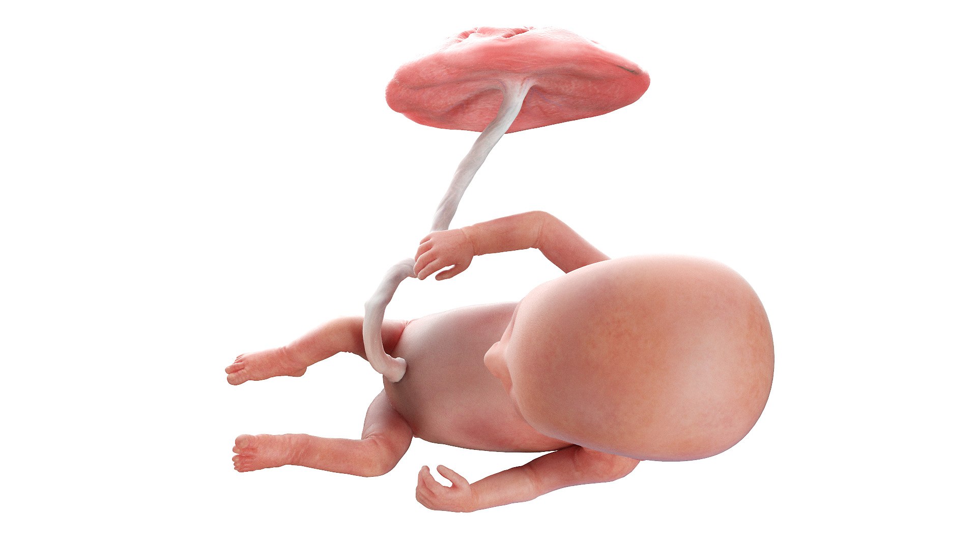 Fetus Anatomy Week 14 Animated 3D https://p.turbosquid.com/ts-thumb/Ae/zEmdHc/s9/fetus_week14f0003/jpg/1635886315/1920x1080/fit_q87/46c7826d68933dd18439705ec82435fc5c4eb3fe/fetus_week14f0003.jpg