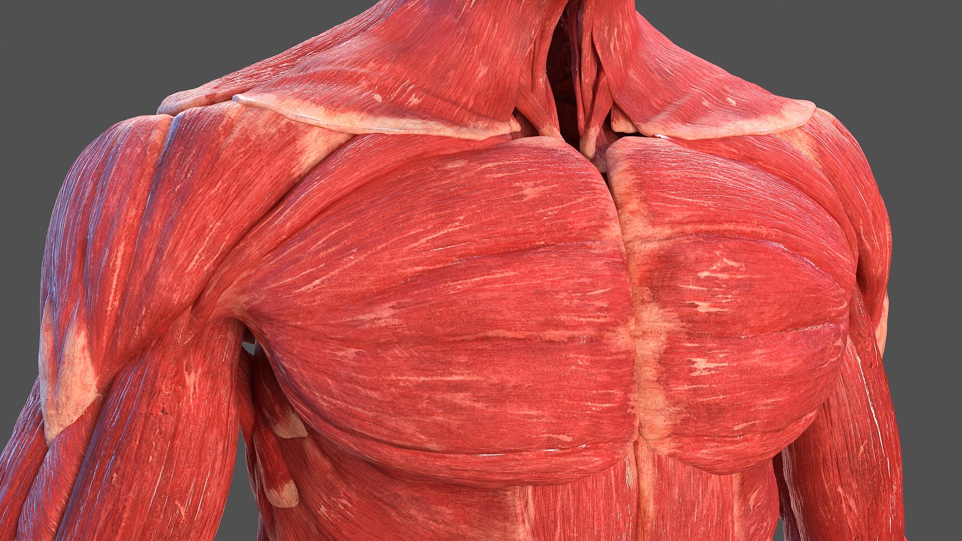 3D male body anatomy skin https://p.turbosquid.com/ts-thumb/Af/2AjP8g/2mdqTJMf/malefullbodyanatomyandskinmb3dmodel050/jpg/1572785099/1920x1080/fit_q87/c7d6c287285dd180311661e54d7d5900938bb815/malefullbodyanatomyandskinmb3dmodel050.jpg